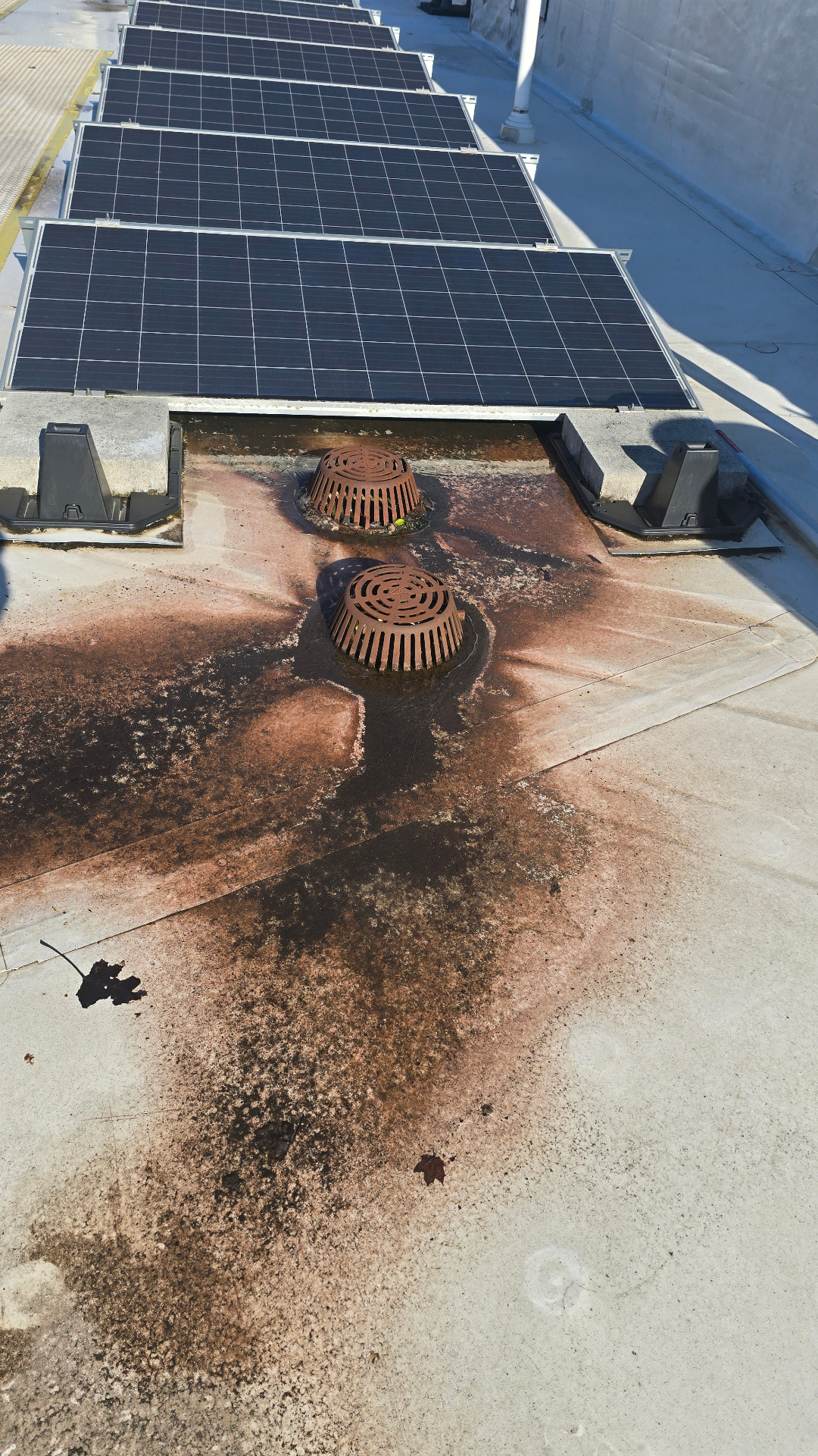 Clogged commercial roof drain with rust staining around solar panel array